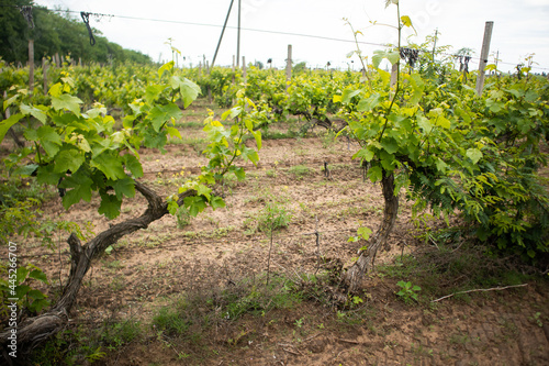 close up of green grape leaves in summer, vineyard fields, Odessa region, Shabo photo