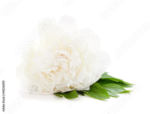 One white peony.