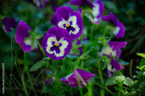 Pansies in the garden