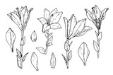 vector set of lilies. hand-drawn in a sketch style, a set of lily flowers in different angles, petals and leaves, an isolated black outline on a white background for a design template. botanical drawi