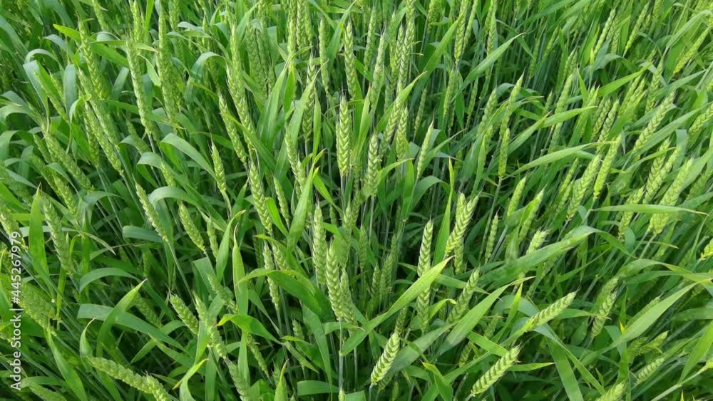 Ripening ears of meadow wheat field. Rich harvest Concept. Slow motion Wheat field. Ears of green wheat close up. Beautiful Nature, Rural Scenery. Ripening ears of meadow wheat field. Rich harvest Concept. Slow motion Wheat field. Ears of green wheat close up. Beautiful Nature, Rural Scenery.