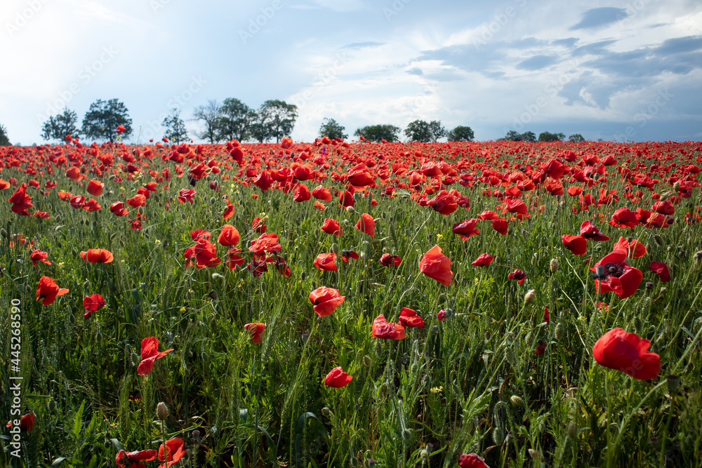 Beautiful field of red poppies Beautiful field of red poppies