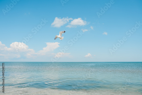 Seagulls flying in the sky. Seashone scene blue sea sky white clouds. Hot summer clear day photo