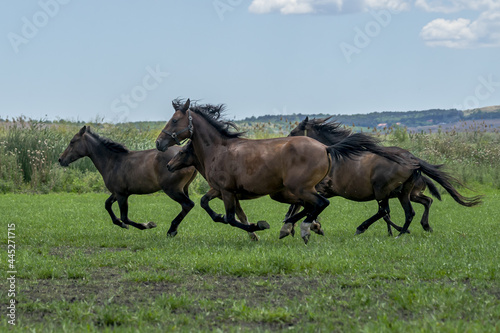 Closeup shot of domestic horses running in a pasture
