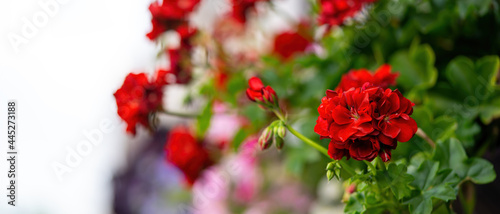 Beautiful bright red flower on the background of a bush on the veranda.