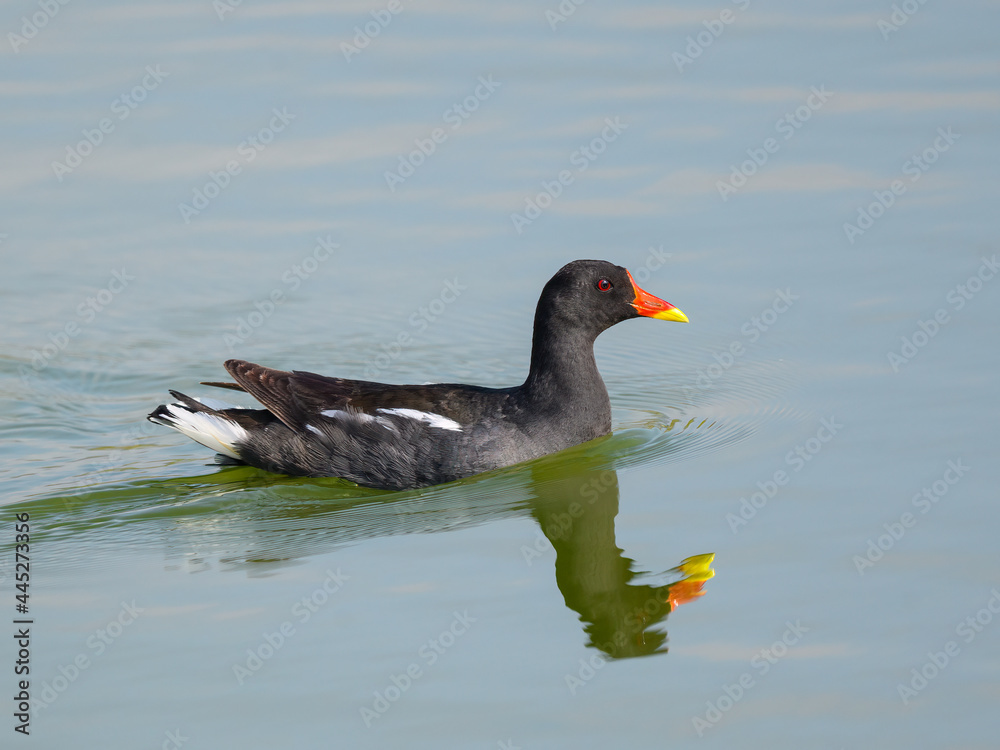 Common Moorhen or Eurasian Moorhen Swimming in Pond, Portrait Common Moorhen or Eurasian Moorhen Swimming in Pond, Portrait