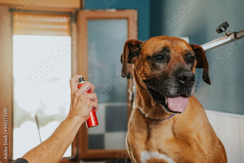 Dog groomer sprays cologne on a boxer dog photo