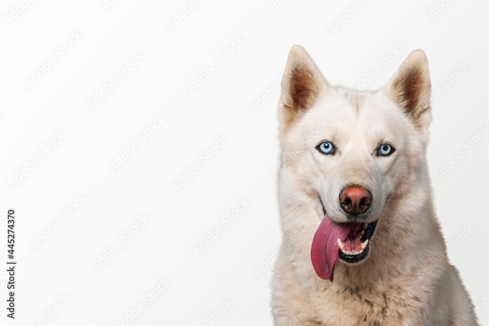 Canine. Canine.