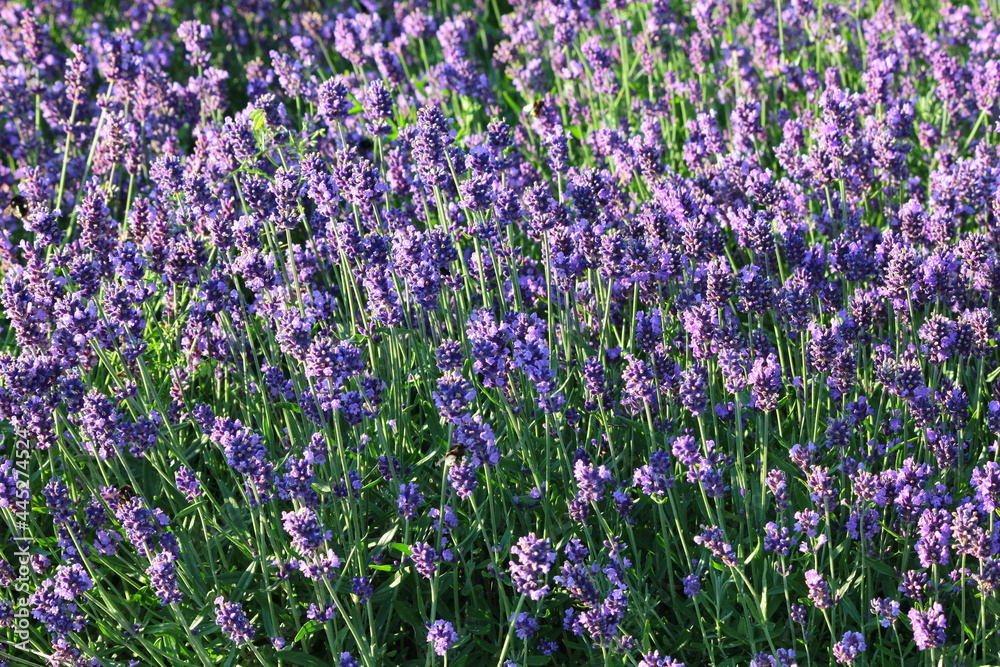 Violet lavender flowers (Lavandula angustifolia) blooming in the garden Violet lavender flowers (Lavandula angustifolia) blooming in the garden