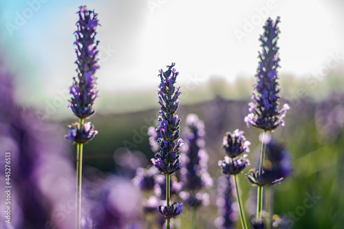 Bokeh type photo of lavender flower. Macro photo. Purple aromatic flower. Foreground.