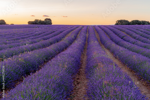 Lavender fields in Guadalajara. Aromatic flower. Purple flowers. Farmlands. © marta