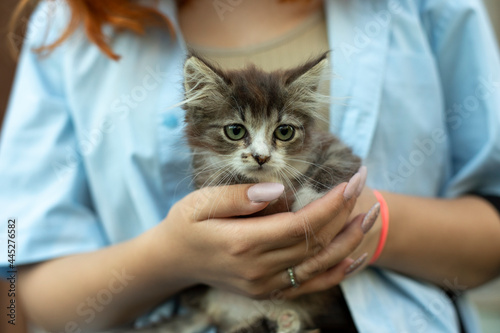 Kitten in the hands of a girl.