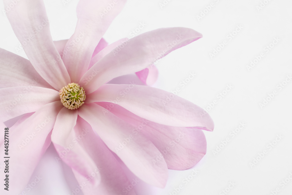Beautiful pink magnolia flower isolated on white, closeup Beautiful pink magnolia flower isolated on white, closeup