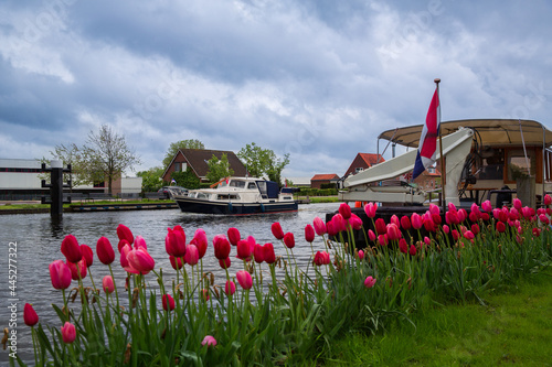 Lisse, the Netherlands, May 18, 2021. Tulips grow on the bank of a water channel in the Dutch village of Lisse.