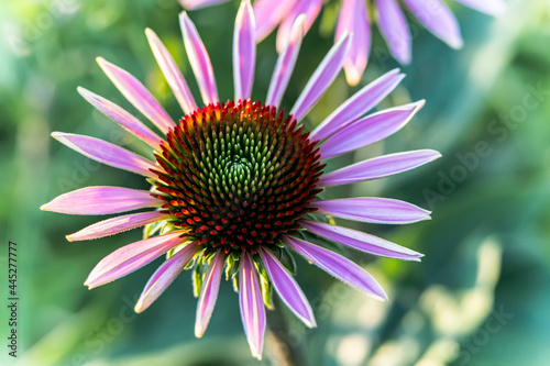 Macro photos of flowers growing in the city on street flower beds