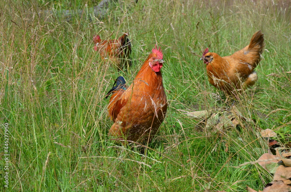 Fototapeta premium chicken and rooster in grass