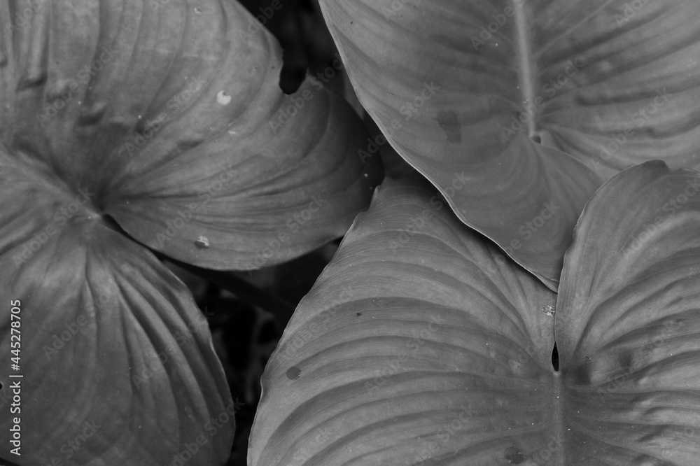 Grayscale shot of alocasia leaves in the garden - obrazy, fototapety, plakaty 