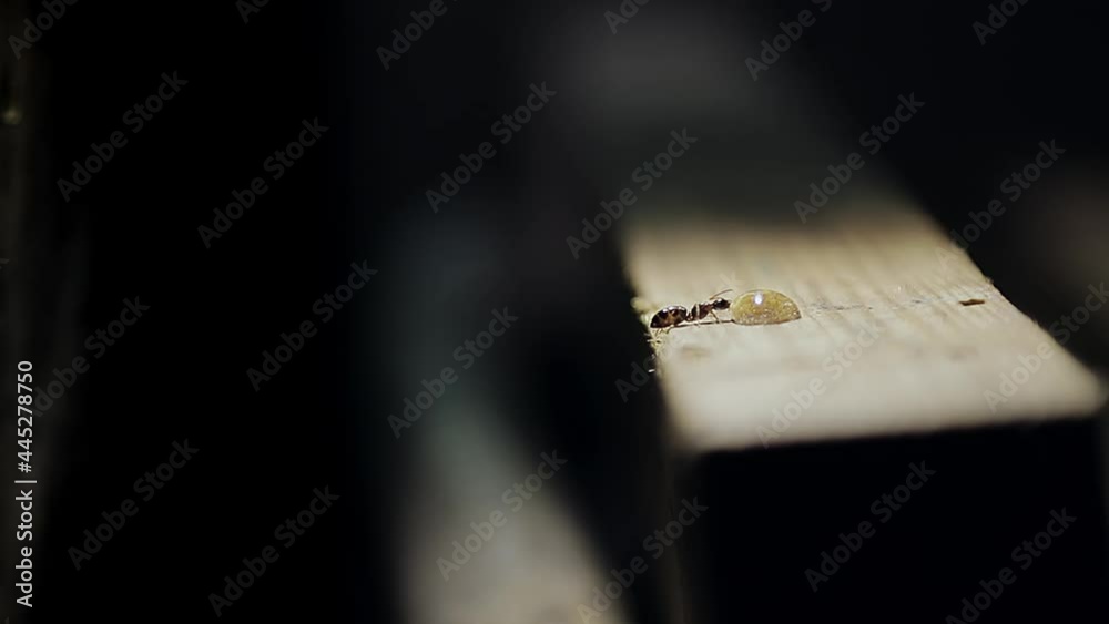 ant on a wooden board eating a drop of honey ant on a wooden board eating a drop of honey