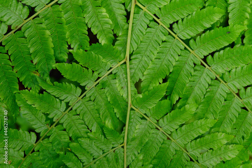 Closeup of small green leaves of Phegopteris connectilis photo