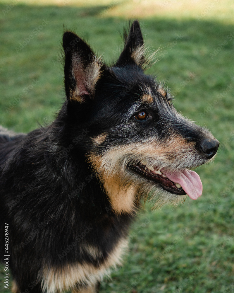 Fototapeta premium german shepherd dog