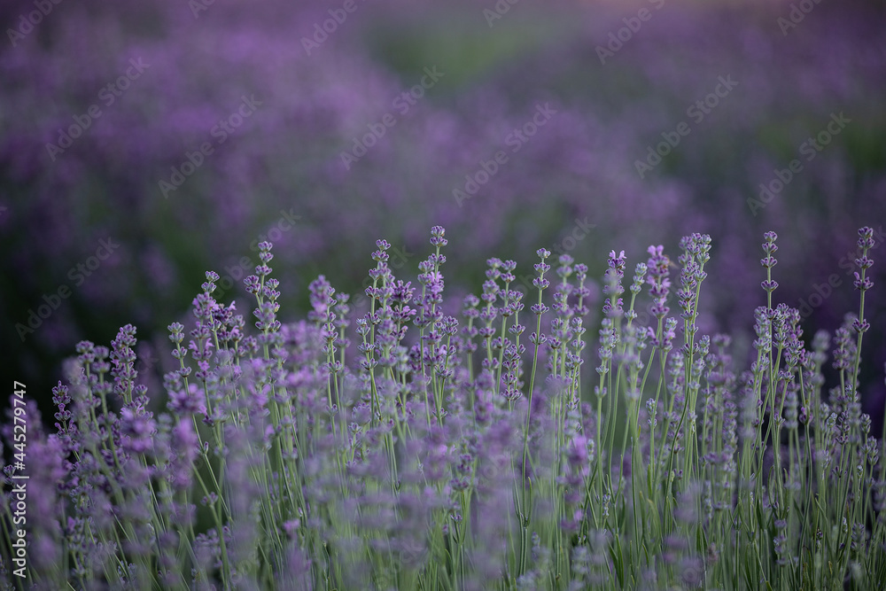 Obraz premium Lavender