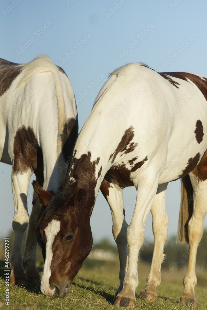 Obraz premium Cavalos