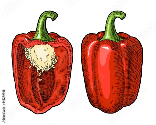 Whole and half red sweet bell peppers. Vintage hatching vector illustration.