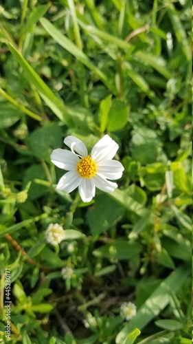 white daisy flower