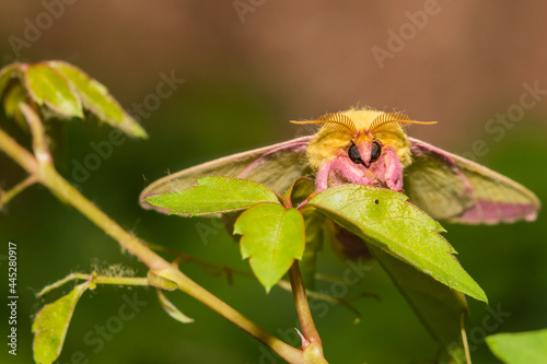 Rosy Maple Moth (Dryocampa rubicunda) photo