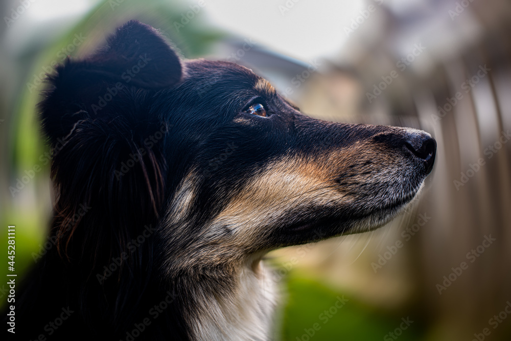 Close up of side of pet dog collie shepherd face. Dog looking up in backyard. Close up of side of pet dog collie shepherd face. Dog looking up in backyard.