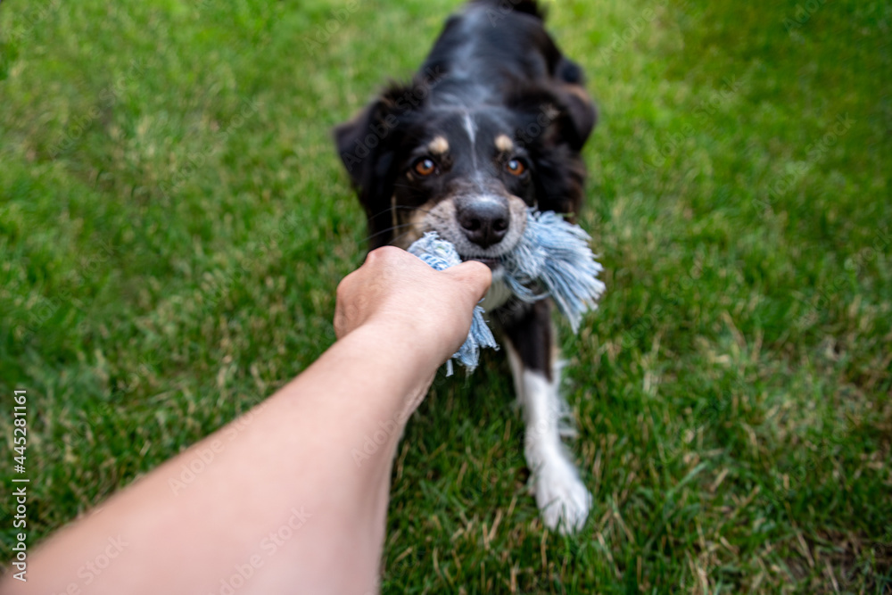 Collie, Australian Shepherd Dog Playing Tug with a Rope Toy with Hand and Arm of Owner Collie, Australian Shepherd Dog Playing Tug with a Rope Toy with Hand and Arm of Owner