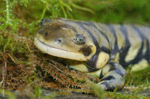 Closeup shot of a barred tiger salamander on green moss photo