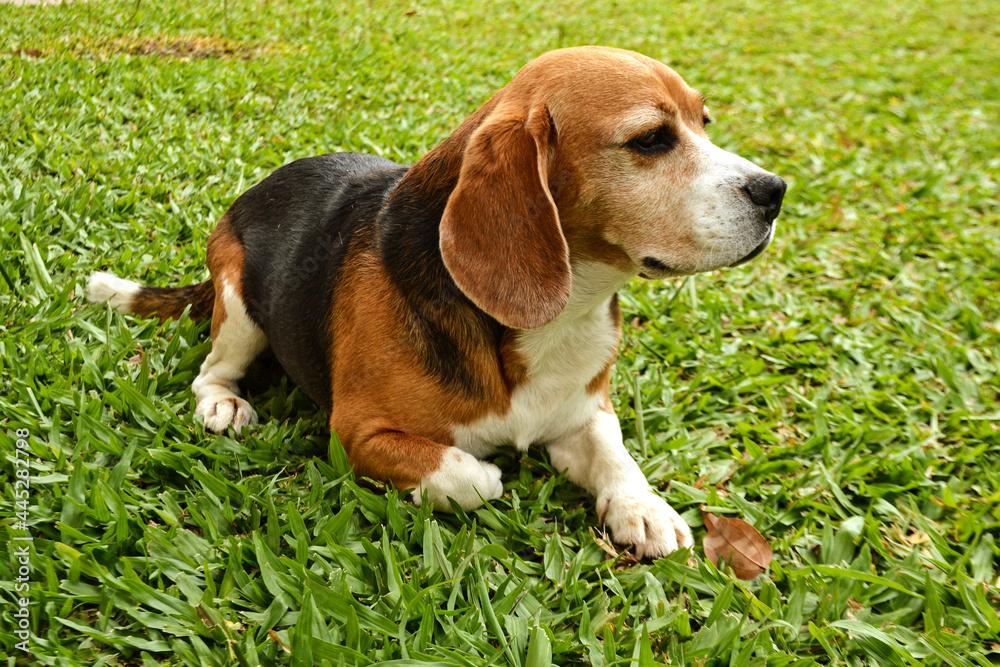 Adult Beagle dog chilling on the grass of a backyard.