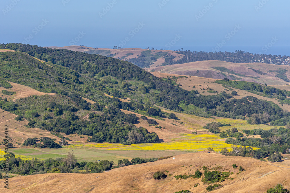 Cambria, CA, USA - June 8, 2021: Landscape with yellow mustard seed field in center, surrounded by dry ranching hills and forested hill tops under blue sky.