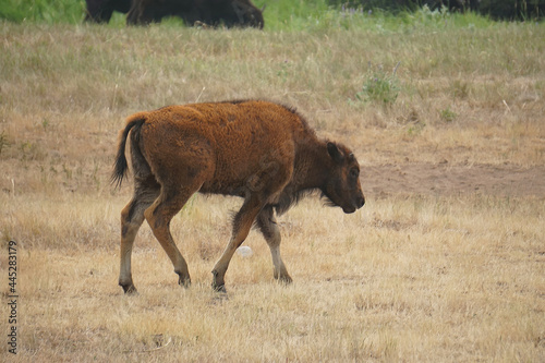 bison calf walking right