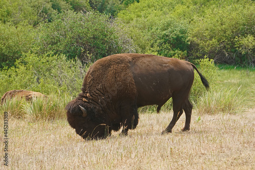 bison bull grazing