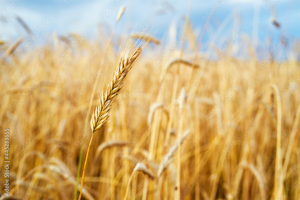 Golden wheat field against the blue sky on a summer sunny day, soft selective focus. Agriculture