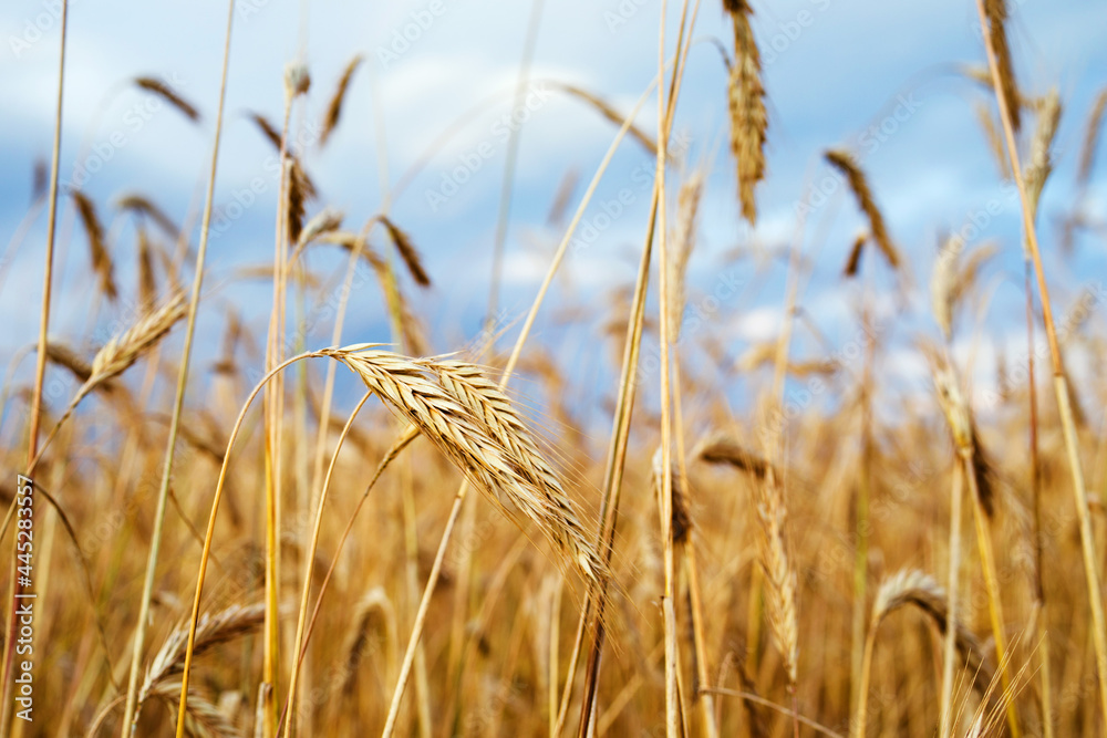 Fototapeta premium Golden wheat field against the blue sky on a summer sunny day, soft selective focus. Agriculture