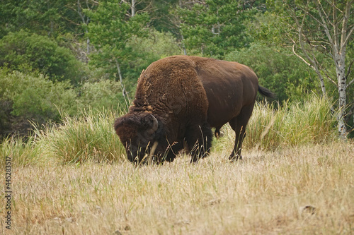 bison bull grazing