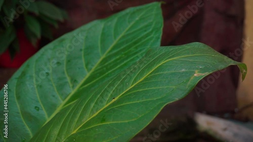 Anthurium jemani plants in the home garden perfect for property video photo