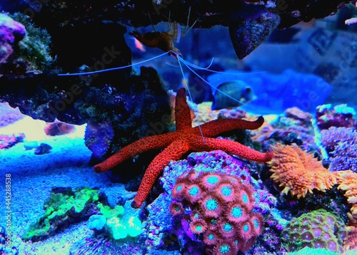 Red Starfish in Aquarium tank - Echinaster sepositus