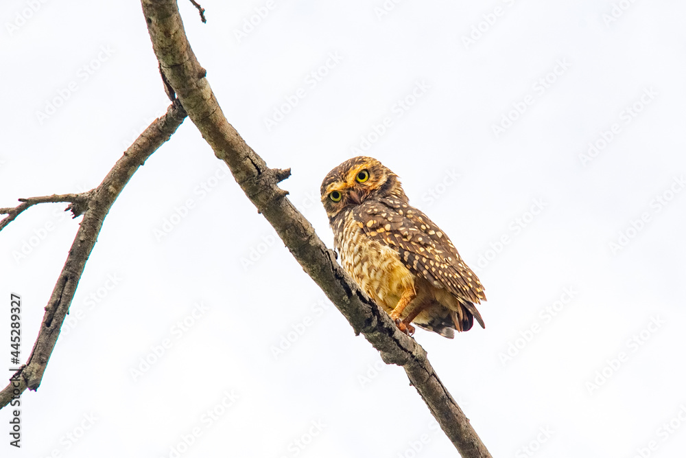 Isolated burrowing owl perched on dry branch looking down in selective focus with light background. Isolated burrowing owl perched on dry branch looking down in selective focus with light background.