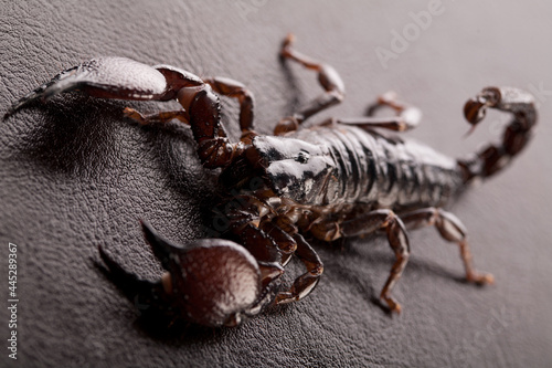 Black scorpion close-up on a dark background. Soft light