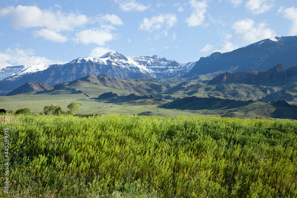 The Absaroka Mountains above a field in western Wyoming on a bright summer morning