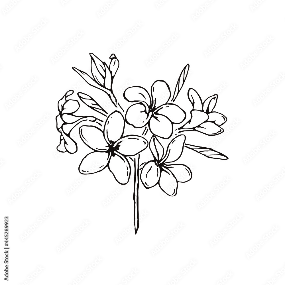 プルメリアの花束のシンプルな線画