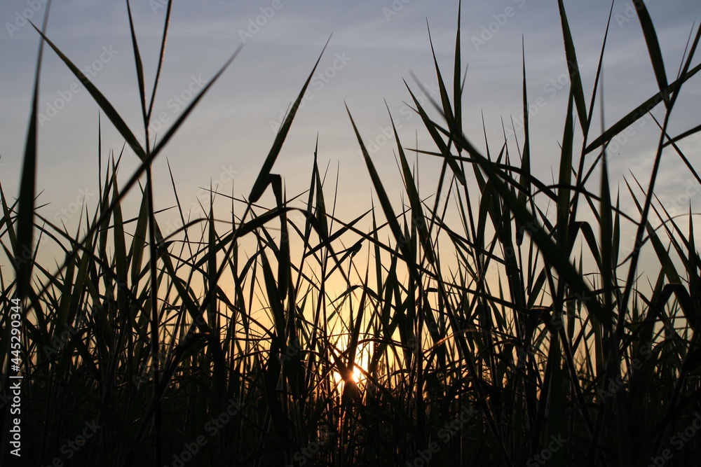 reeds at sunset reeds at sunset