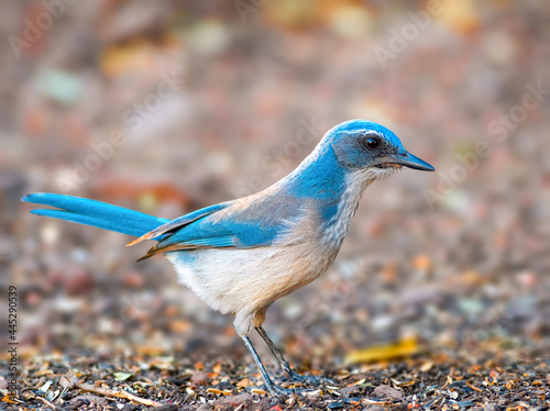 Western Scrub Jay photo