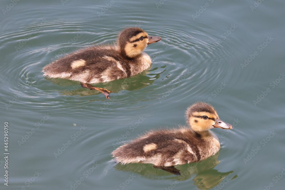 Mallard duck chicks in water or on land in rocks on a bright summer sunny day at the lake
Mallard duck chicks in water or on land in rocks on a bright summer sunny day at the lake