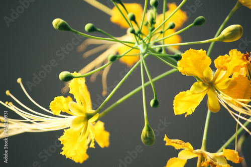 Closeup shot of the beautiful yellow Caesalpinia pulcherrima flowering plant with gray background photo