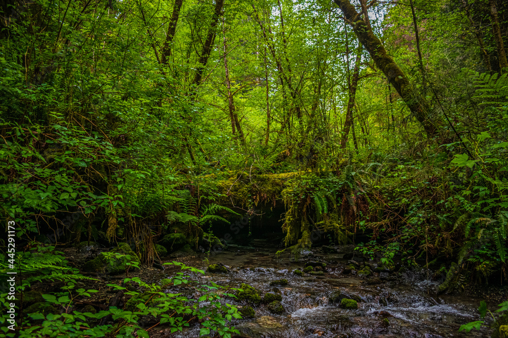 forest in the morning